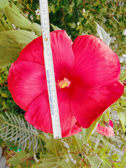 Informationen zu dieser Pflanze